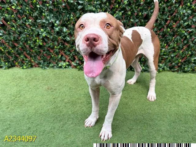 An adult medium-sized male Mixed Breed dog named Goober for adoption in West Palm Beach, FL