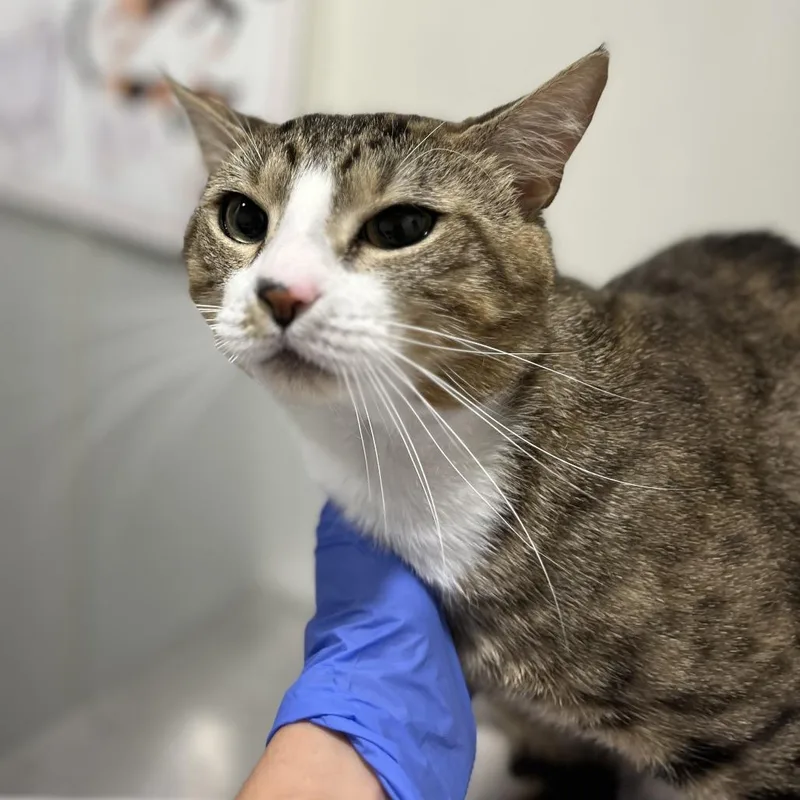 A young medium-sized male Tortoiseshell Domestic Short Hair cat named Dexter for adoption in Tampa, FL
