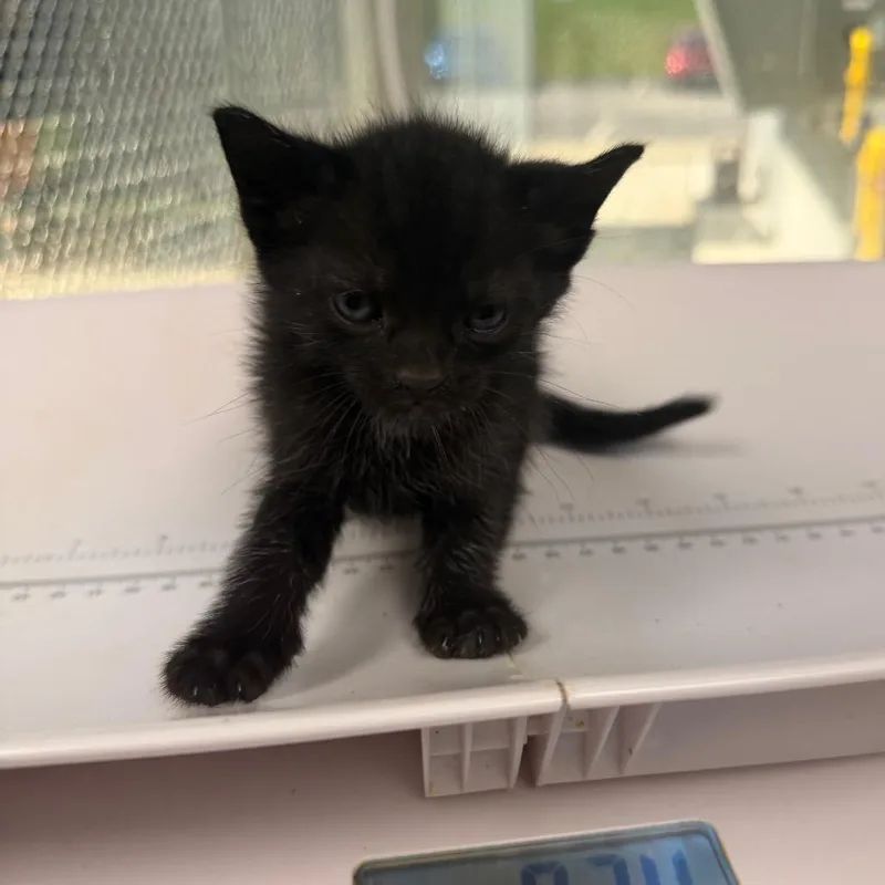 A baby small-sized female Black Domestic Short Hair cat named Phoebe for adoption in Columbiana, AL