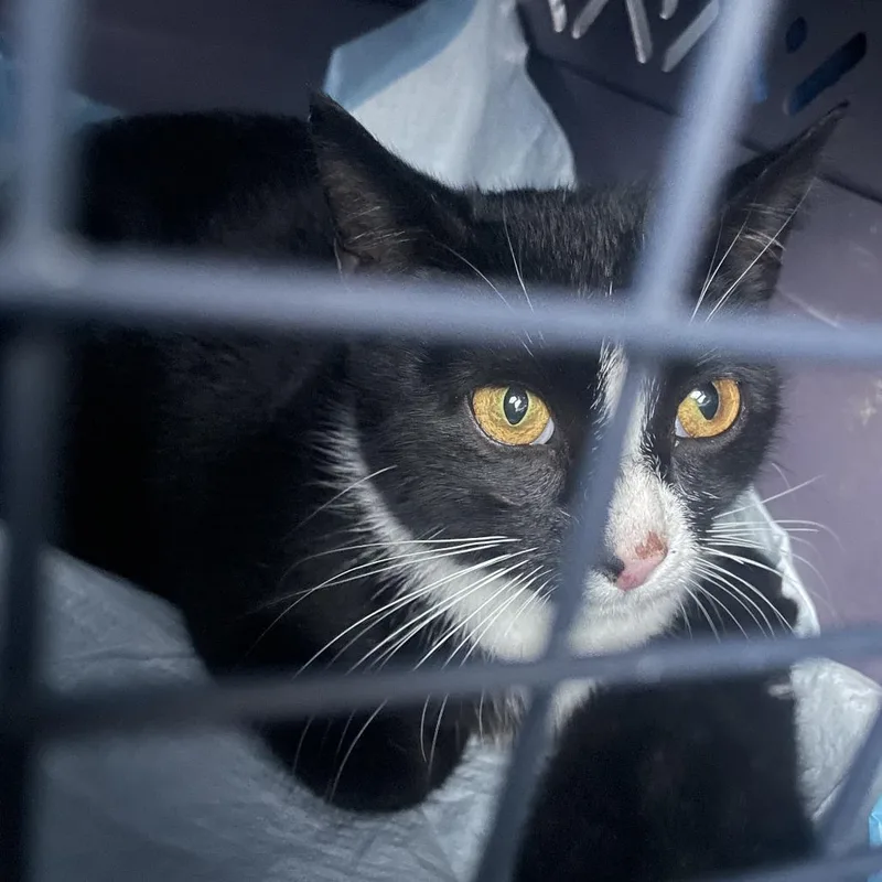 A young small-sized female Black Domestic Short Hair cat named Laurel for adoption in Brooklyn, NY