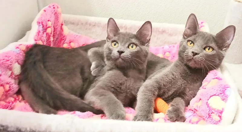A baby small-sized female Gray / Blue / Silver Russian Blue cat named Maddie Jane for adoption in Miami, AZ