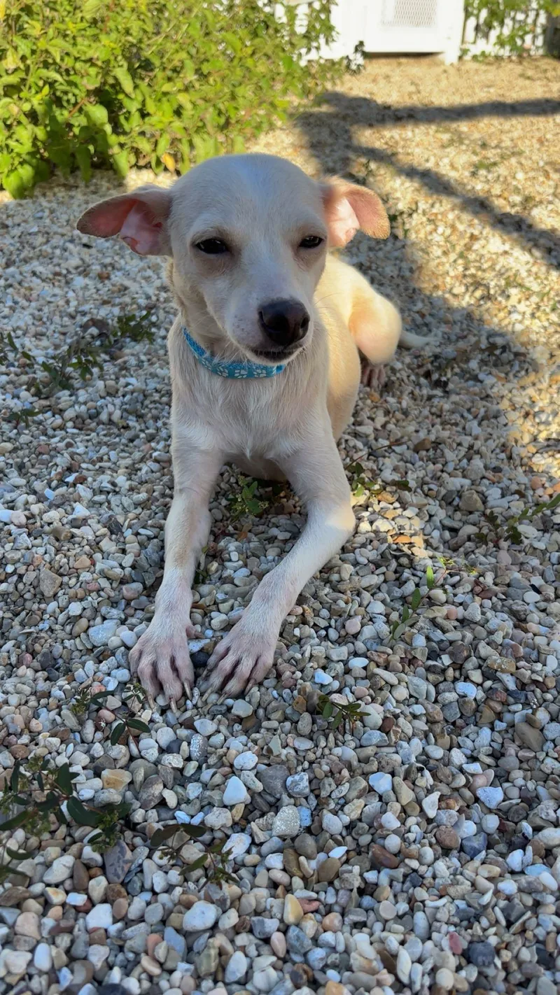 A young small-sized female Chihuahua dog named Dory for adoption in Walker, LA