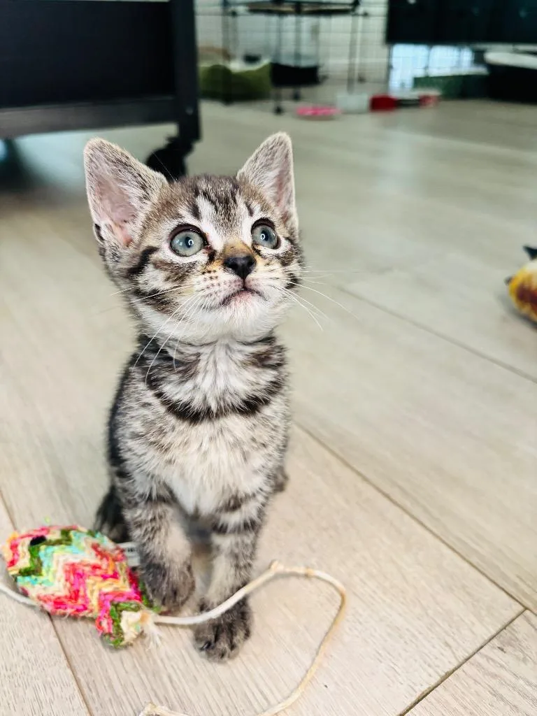 A baby small-sized female Domestic Short Hair cat named Miso Drift for adoption in Newnan, GA