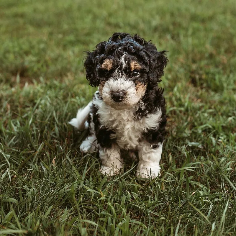 A baby small-sized male Poodle dog named Orca for adoption in Crystal, MN