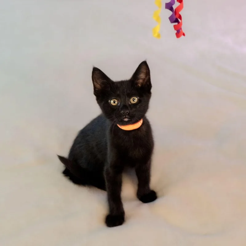 A baby medium-sized male Black Domestic Short Hair cat named Chassé for adoption in Tulsa, OK