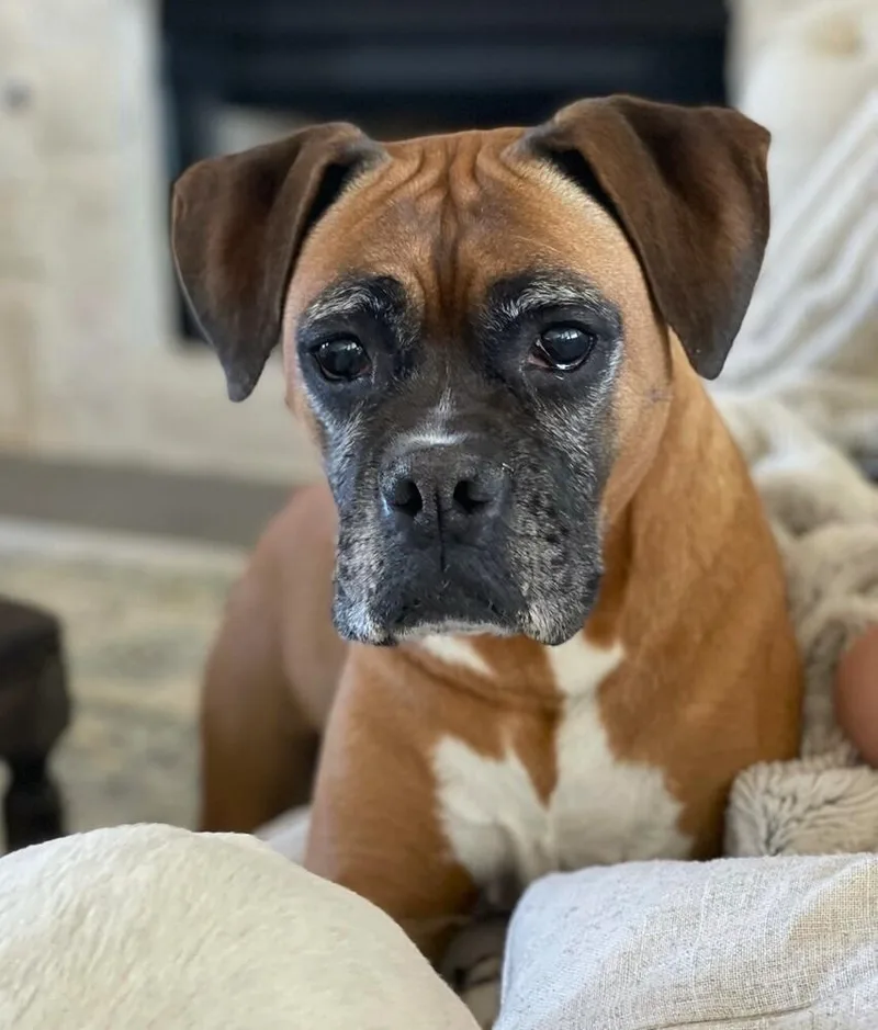 A senior medium-sized female Yellow / Tan / Blond / Fawn Boxer dog named Cali III  Silver for adoption in Hewitt, TX