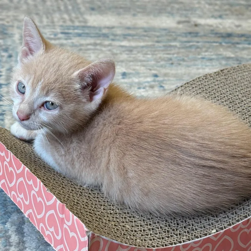 A baby small-sized male Orange / Red Domestic Short Hair cat named Chai for adoption in Flagstaff, AZ