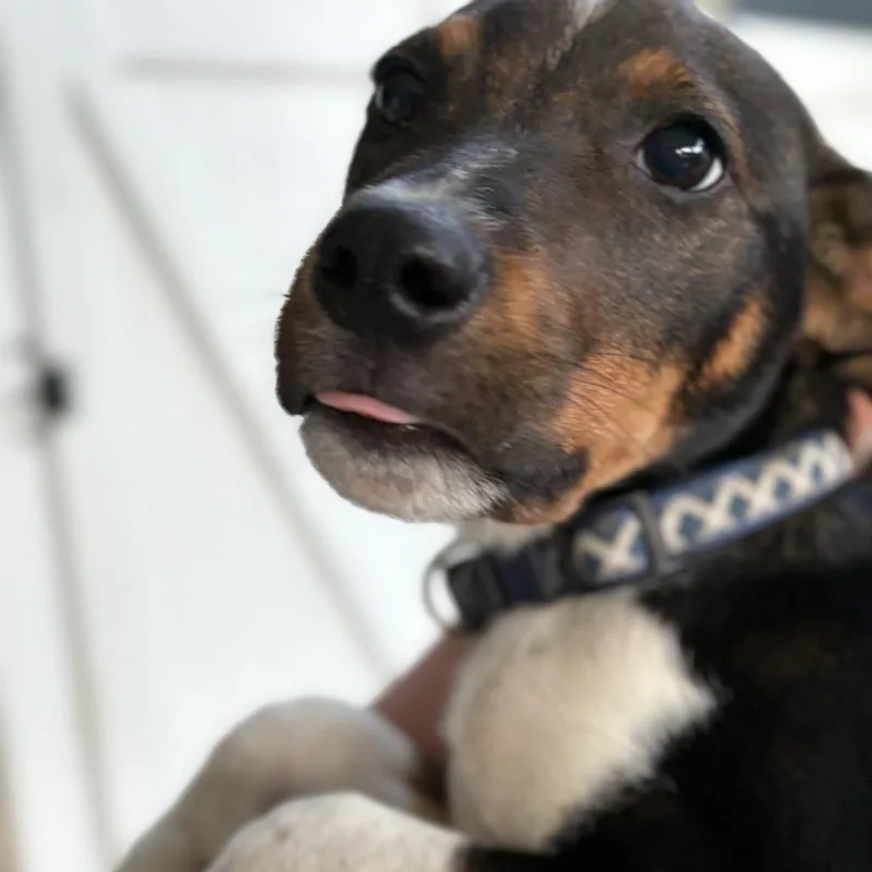 A baby small-sized male White / Cream Mixed Breed dog named Stetson for adoption in Rochester, MN