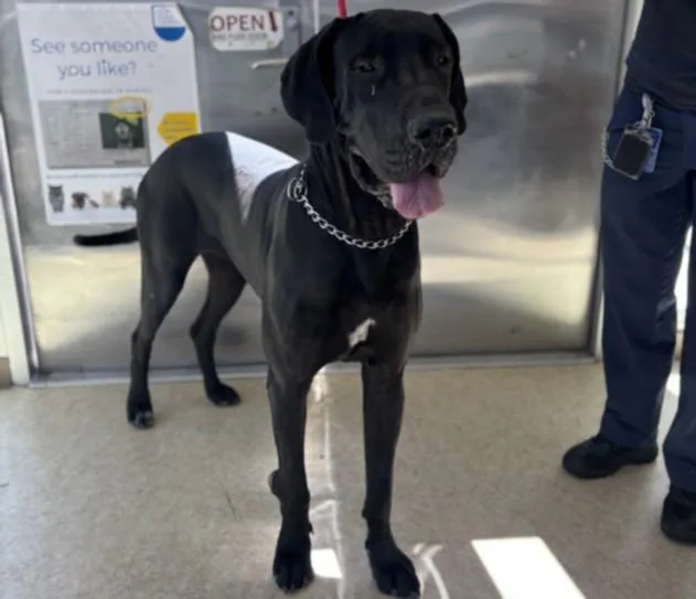 An adult extra large-sized female Great Dane dog named Bessie for adoption in San Pedro, CA