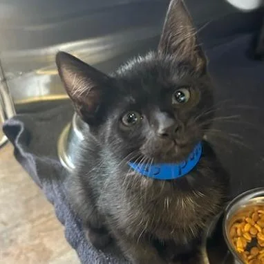 A baby small-sized female Black Domestic Short Hair cat named Diamond for adoption in Knoxville, TN