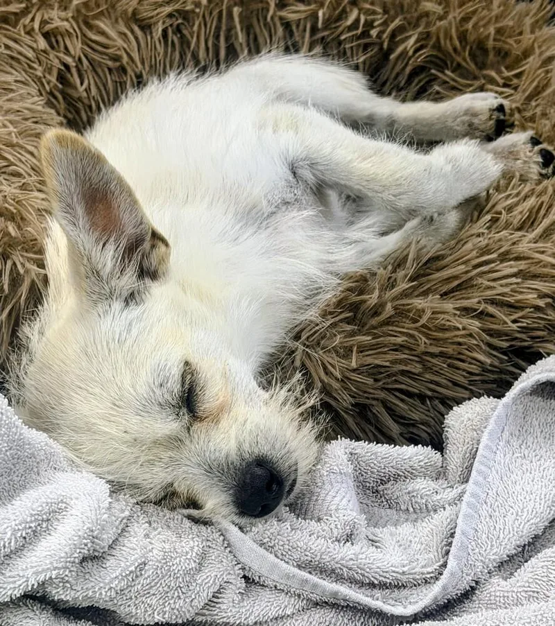 A baby small-sized male Terrier dog named Casper for adoption in Evergreen, CO