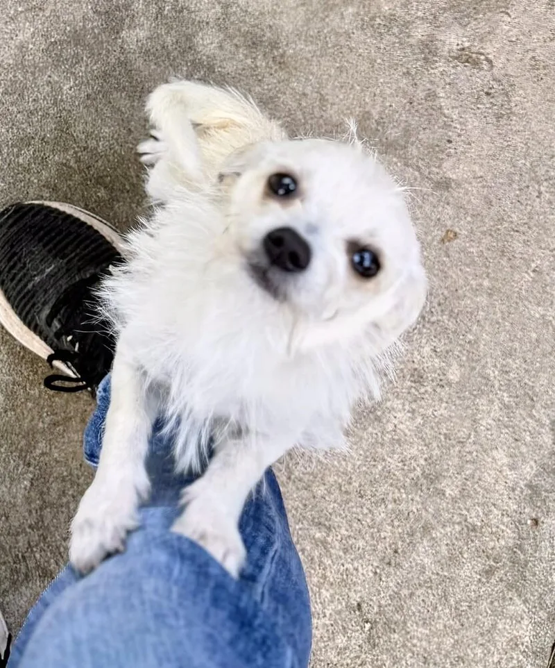 Casper thumbnail 2