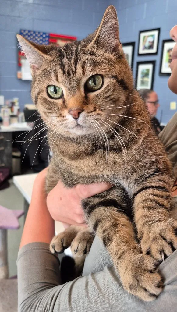 A young small-sized female Domestic Short Hair cat named Pinto Bean for adoption in East Ridge, TN