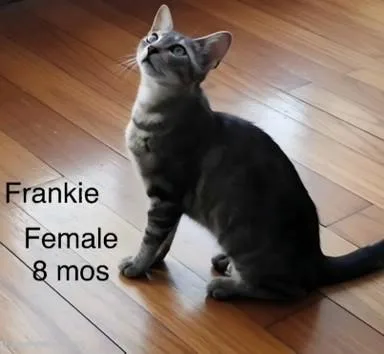 A baby medium-sized female Tabby (Gray / Blue / Silver) Domestic Short Hair cat named Frankie for adoption in Orange, CA