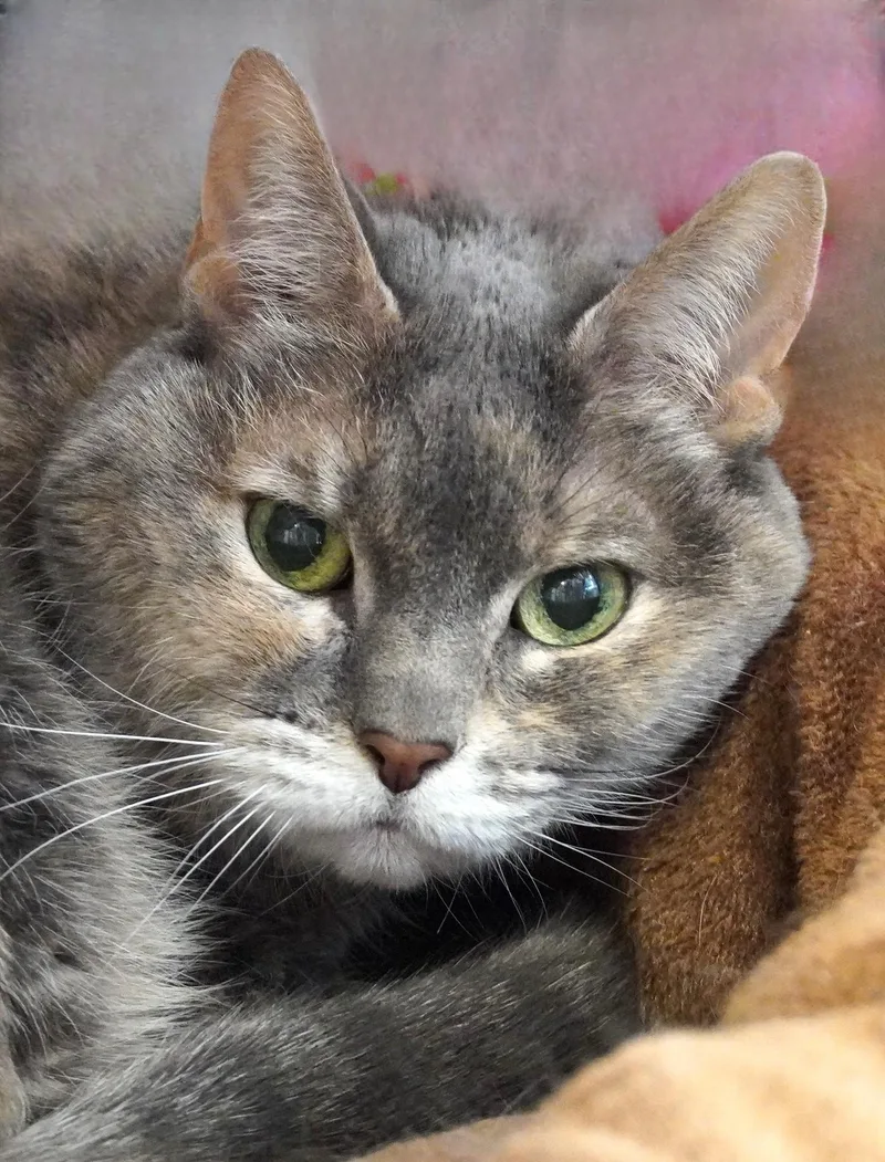 A senior medium-sized female Dilute Tortoiseshell Domestic Short Hair cat named Baby for adoption in Grants Pass, OR