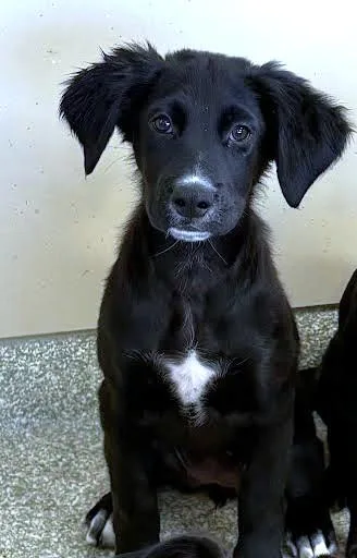 A baby small-sized female Labrador Retriever dog named Aurora for adoption in Washington, DC