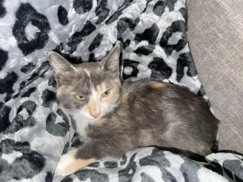 Mochi  Kuykendahl Petsmart