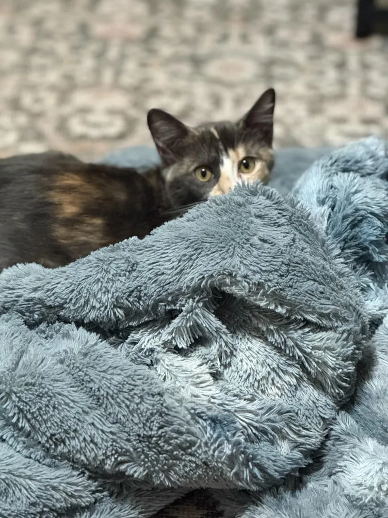 Mochi  Riley Fuzzel thumbnail 2