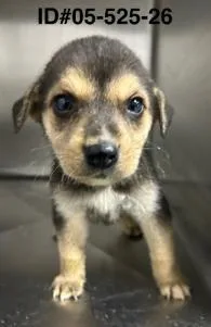 A baby large-sized male Mixed Breed dog named Garrett for adoption in Largo, FL
