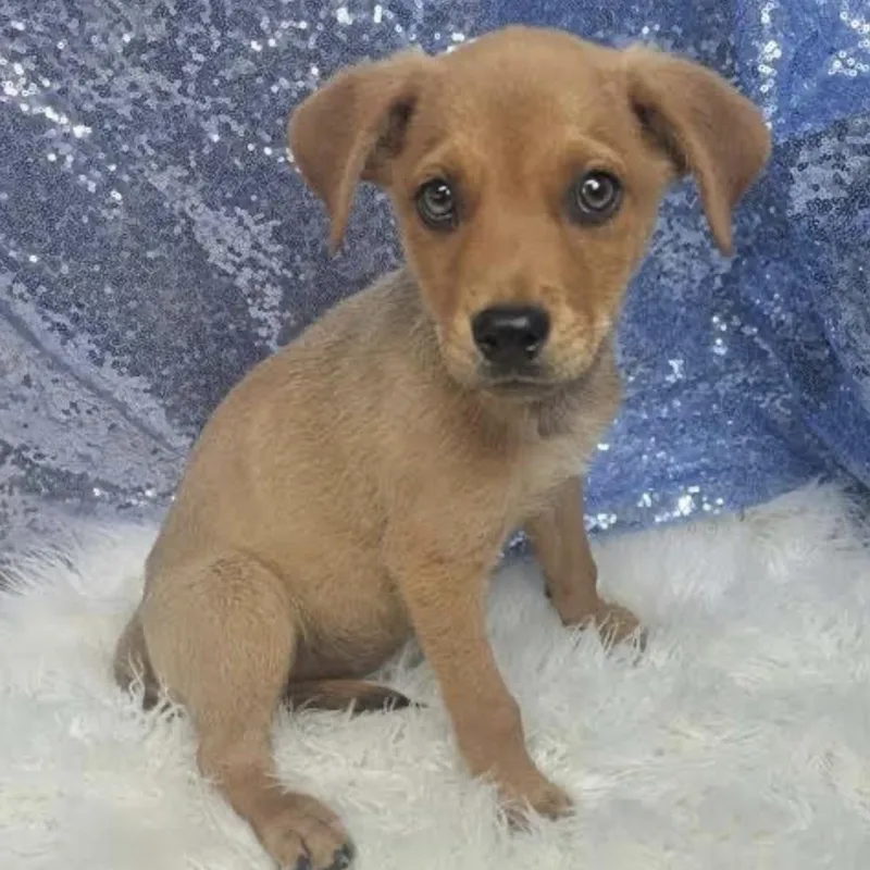 A baby medium-sized male Yellow / Tan / Blond / Fawn Hound dog named Whiskey for adoption in Cedarburg, WI