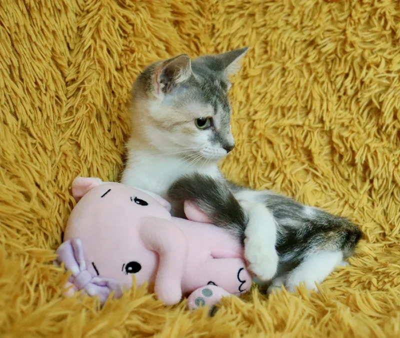 A baby medium-sized female Dilute Calico cat named Dragonfly for adoption in Saint Augustine, FL