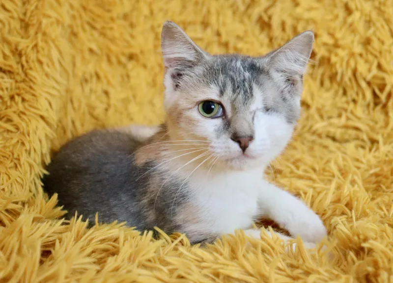 Dragonfly thumbnail 2