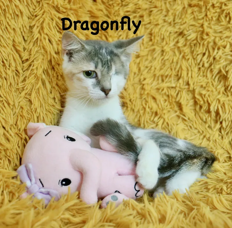 Dragonfly thumbnail 5