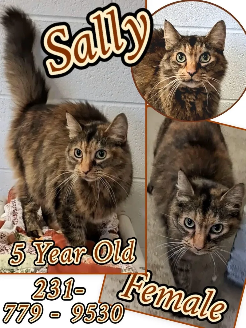 An adult medium-sized female Domestic Long Hair cat named Sally for adoption in Cadillac, MI