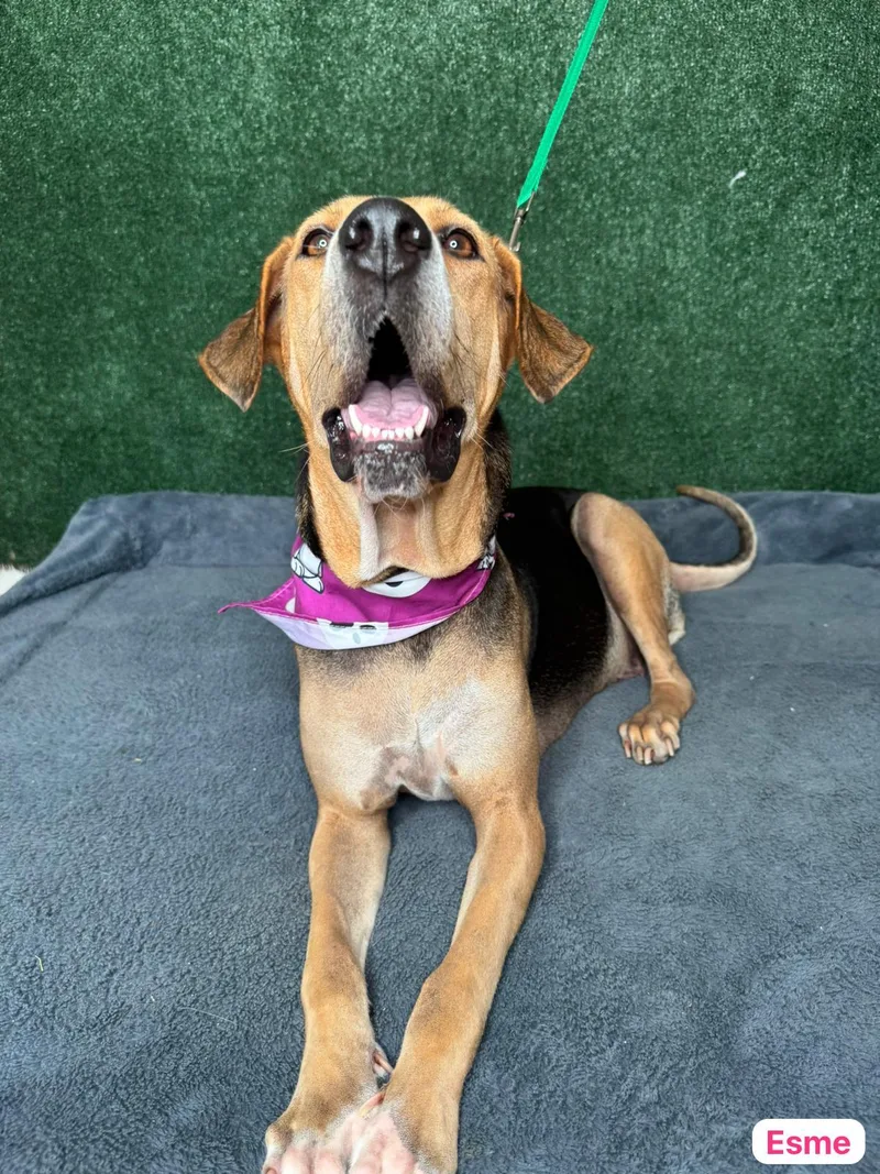 Enchanting Esme thumbnail 2