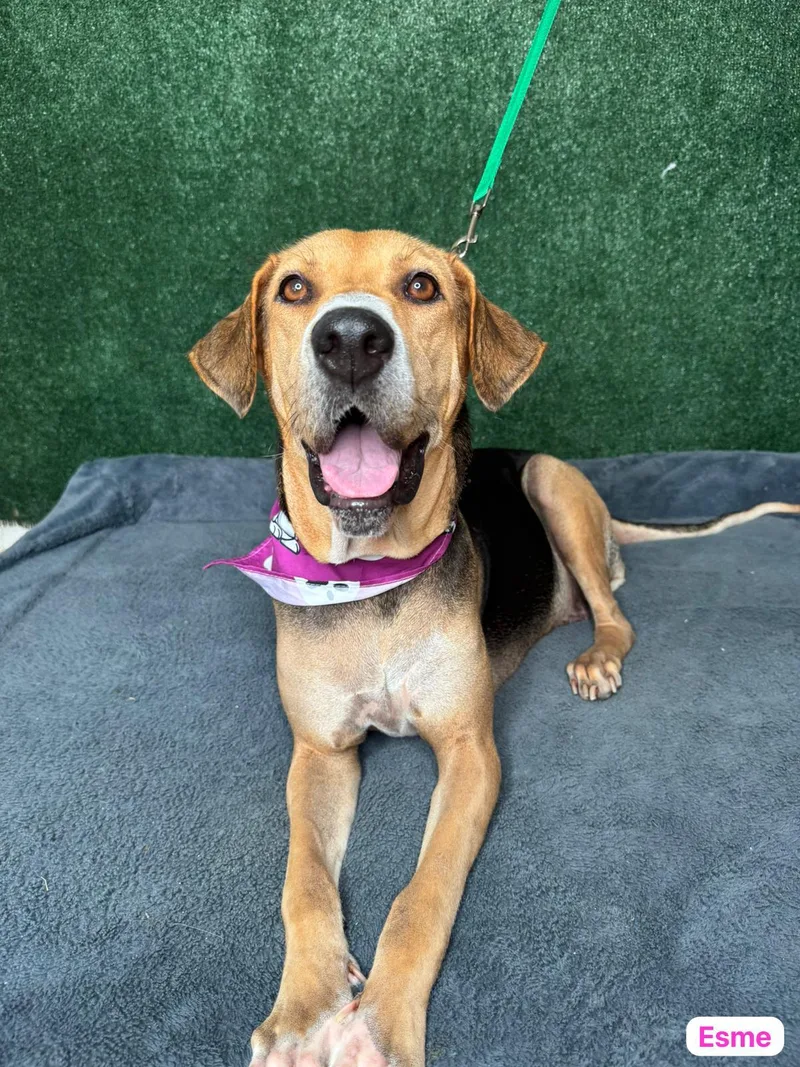 Enchanting Esme thumbnail 3