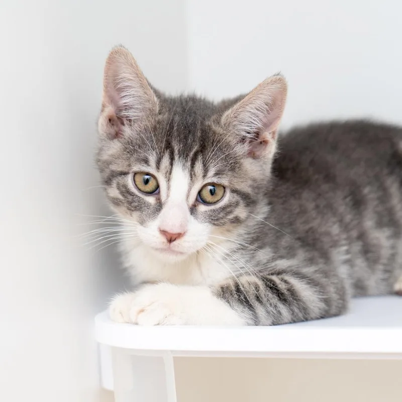 A baby small-sized male Gray / Blue / Silver Domestic Short Hair cat named Woody for adoption in New York, NY