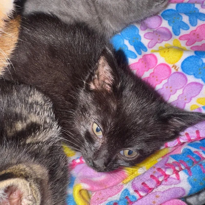 A baby small-sized female Black Domestic Short Hair cat named Arlene for adoption in Buellton, CA