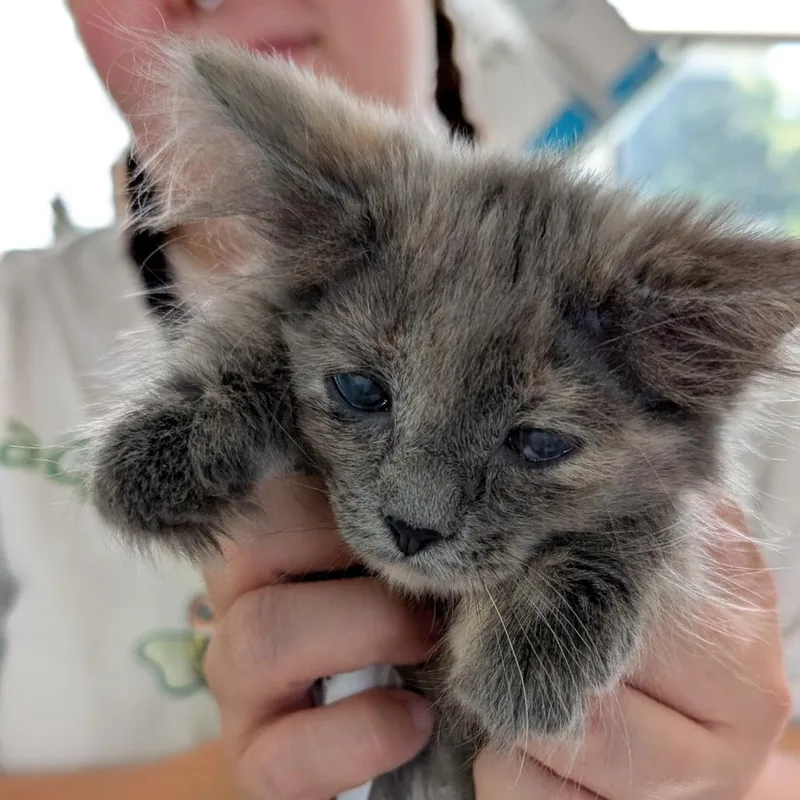 A baby small-sized female Gray / Blue / Silver Domestic Medium Hair cat named Jesse for adoption in Chapel Hill, NC