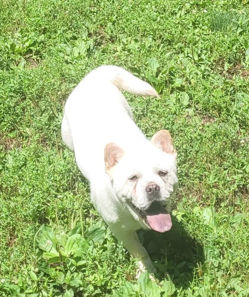 A young medium-sized male Apricot / Beige French Bulldog dog named Bao for adoption in Catlettsburg, KY
