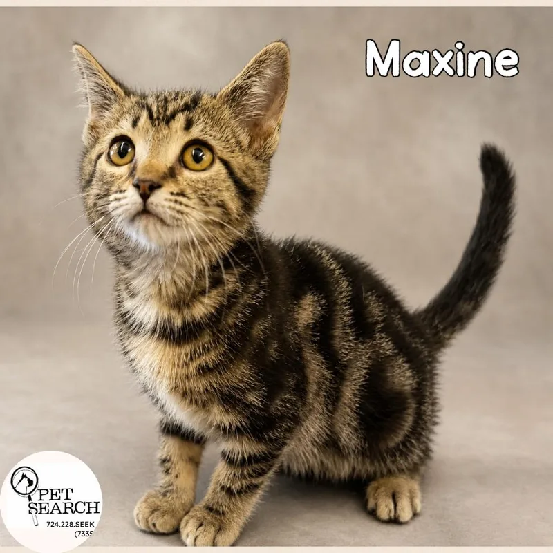 A baby small-sized female Brown / Chocolate Domestic Short Hair cat named Maxine for adoption in Washington, PA