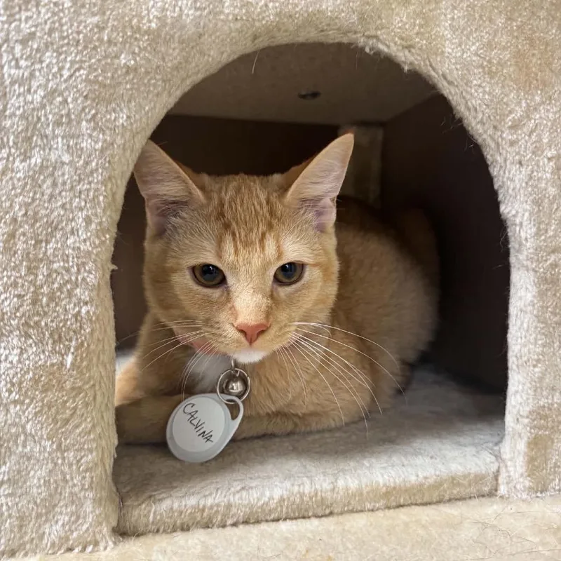 A baby small-sized female Buff / Tan / Fawn Domestic Short Hair cat named Calvina for adoption in Huntsville, AL