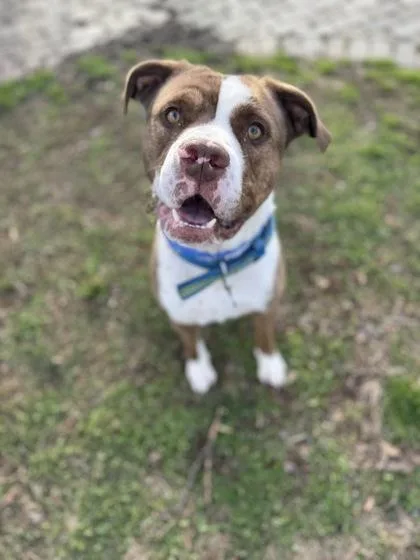 A young medium-sized male Pit Bull Terrier dog named Alastair for adoption in Knoxville, TN