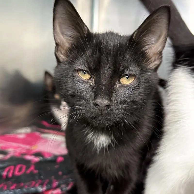 A baby small-sized male Black Domestic Short Hair cat named SubZero for adoption in Matteson, IL