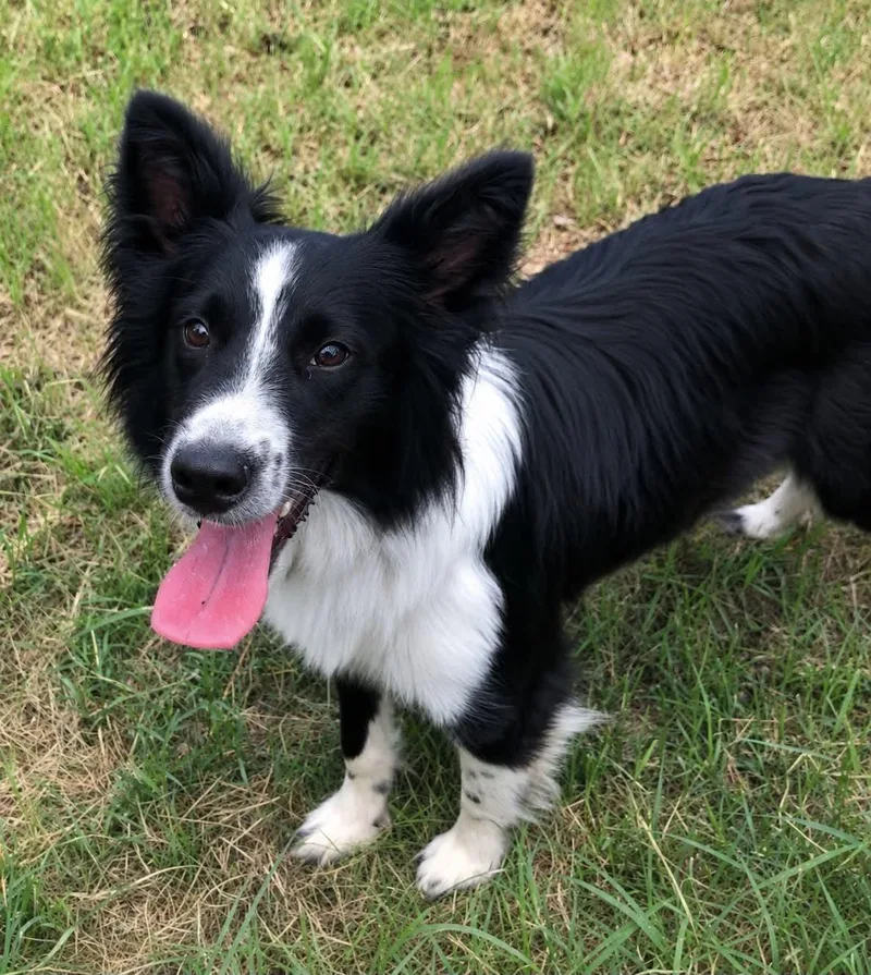 A young medium-sized male Border Collie dog named Gibson for adoption in Columbia, MO