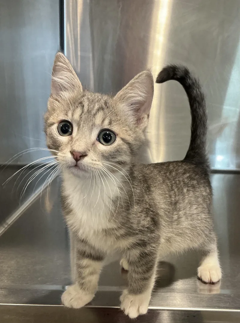 A baby small-sized male Tabby (Gray / Blue / Silver) Domestic Short Hair cat named Gabriel for adoption in Bloomsdale, MO