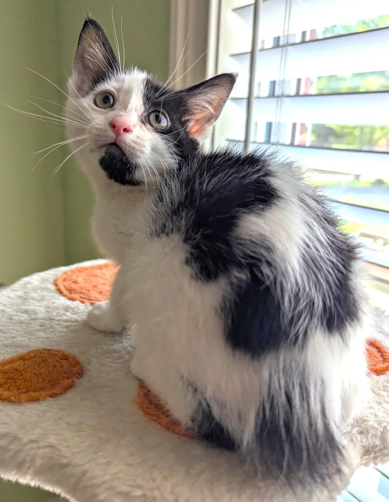 A baby medium-sized male White Domestic Medium Hair cat named Brisket for adoption in Jamaica Plain, MA