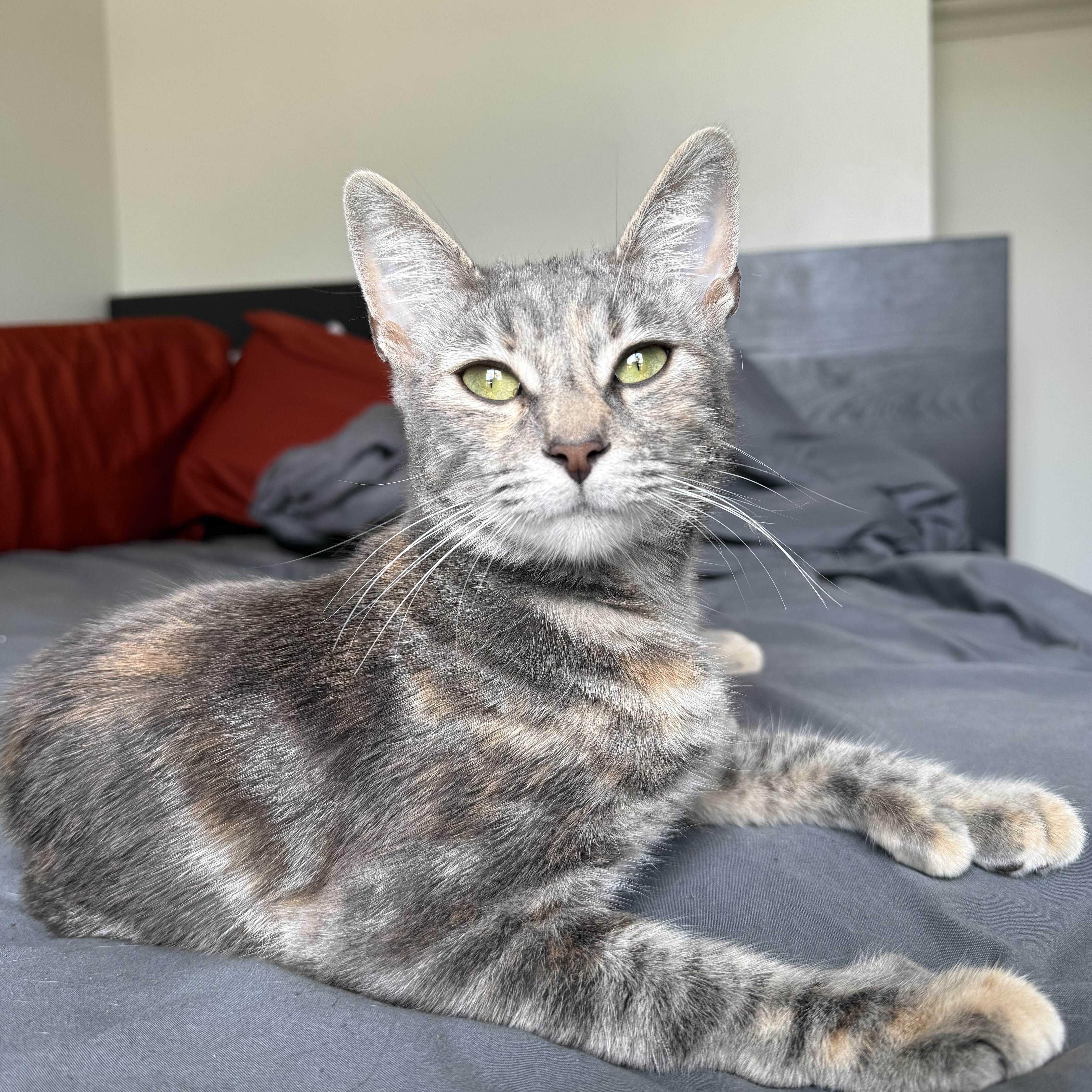 A young medium-sized female Dilute Tortoiseshell Extra-Toes Cat / Hemingway Polydactyl cat named Hanzie Horchata for adoption in Santa Ana, CA