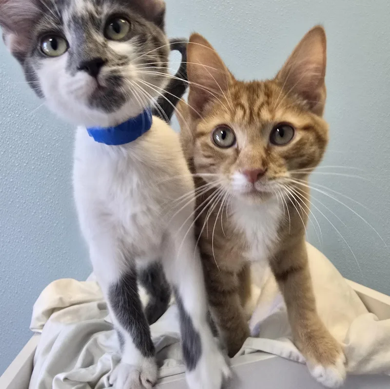 A baby medium-sized male Orange / Red Domestic Short Hair cat named Humble for adoption in Farmington, MO
