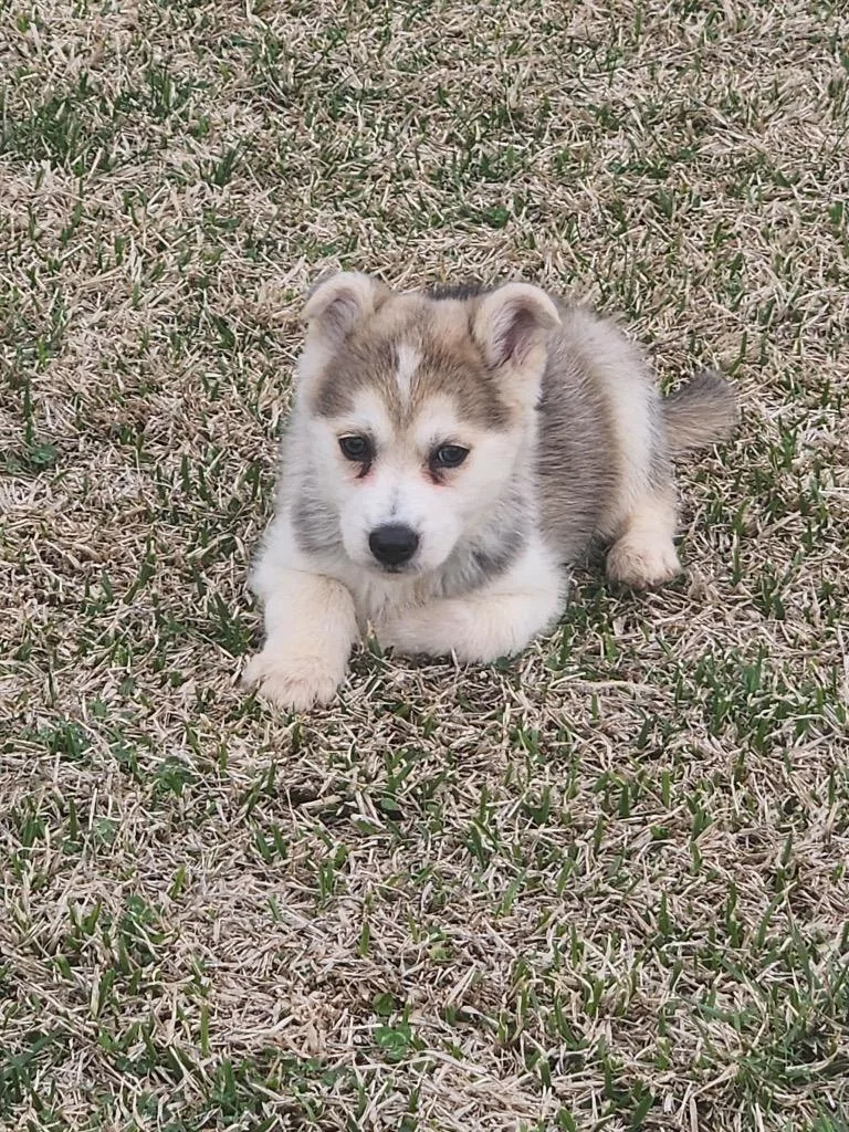 A young medium-sized male Husky dog named Stewie "ozzy for adoption in New Bern, NC