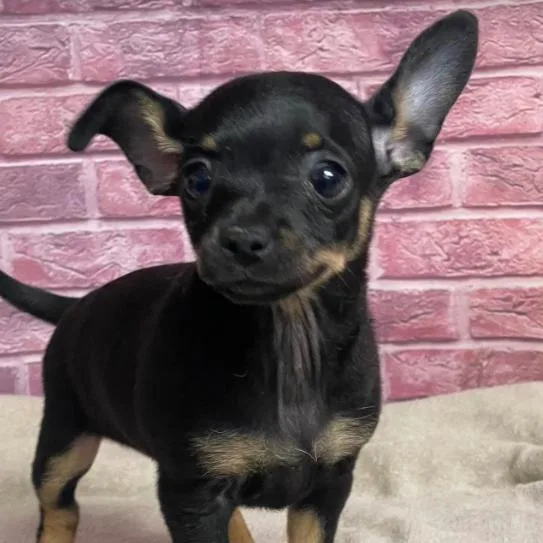 Bonnie