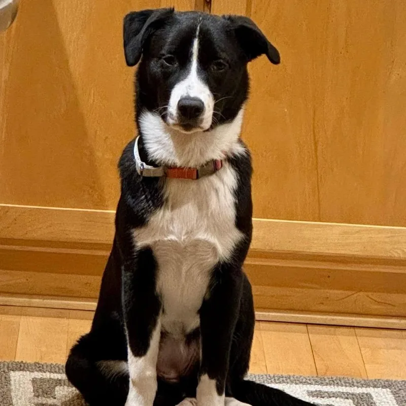 A young medium-sized female Black Border Collie dog named Gwynn for adoption in Crystal, MN