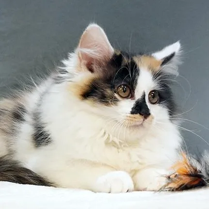 A young medium-sized female Calico Domestic Long Hair cat named Cashmere for adoption in Maynardville, TN