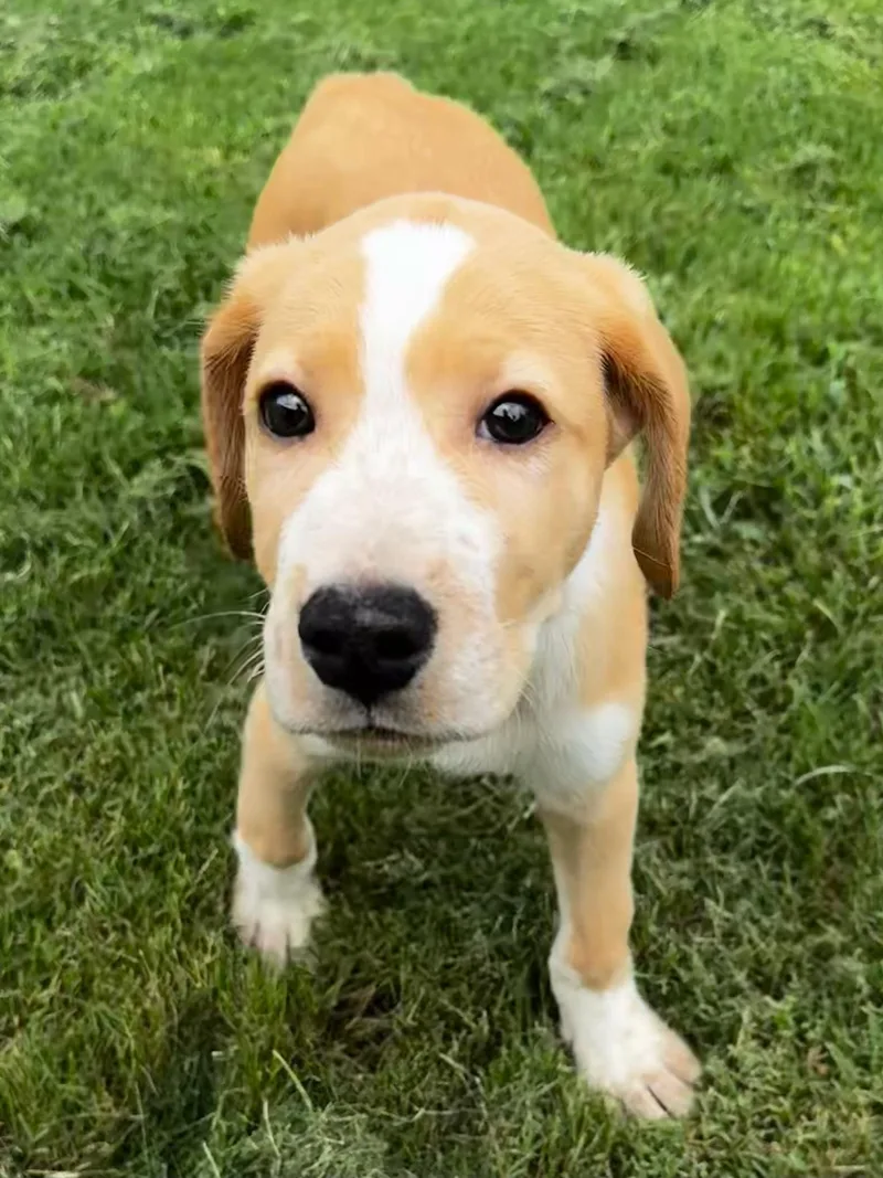 A baby large-sized male Yellow / Tan / Blond / Fawn German Shorthaired Pointer dog named Tucker for adoption in Calera, AL
