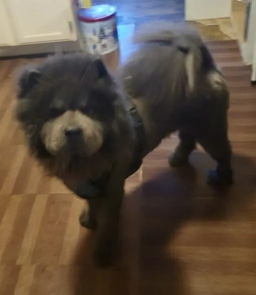 An adult medium-sized male Gray / Blue / Silver Chow Chow dog named Aladdin for adoption in Saint Louis, MO