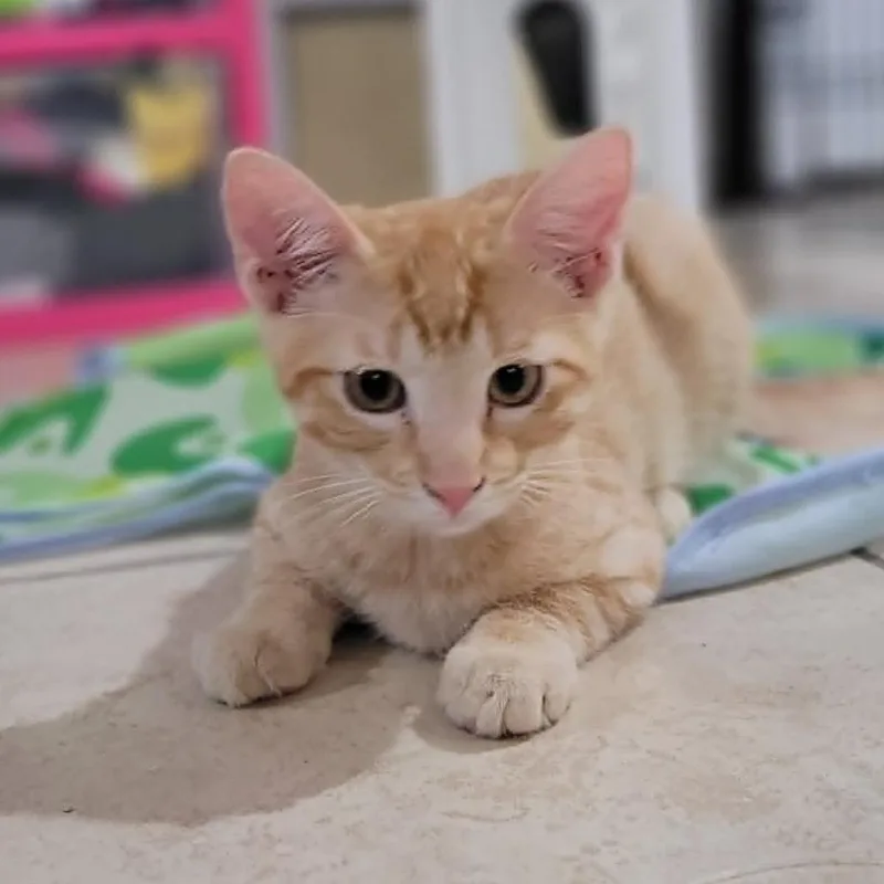 A baby small-sized male Orange / Red Domestic Short Hair cat named Flame for adoption in Leander, TX